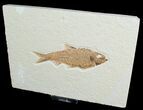 Inch Knightia Fossil Fish #4663-1
